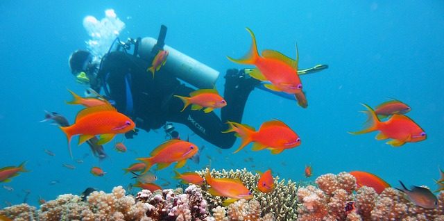 Tauchfans sollen im Aldiana Punta Cana voll auf Ihre Kosten kommen.